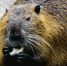 Nutria 1386446 960 720 - Газета Новые Известия