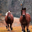 Landscape tree nature grass farm meadow 1373792 pxhere.com - Газета Новые Известия