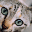 Ликой, манчкин и той‑боб. На международной выставке Winter Cat Show покажут кошек редких пород - РТВ-Подмосковье