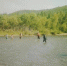 Переход через реку Черная (республика Хакасия) вброд, 1998 год - Газета Новые Известия