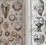 class="b-article-head">В РГБ стартует серия лекций «Анатомия чувств» - Вести Подмосковья