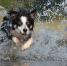 "Russian extreme dog trail" провели в Раменском - I-Podmoskovie.Ru