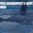 Госдума одобрила законопроект о запрете вылова китов и дельфинов - Газета Новые Известия