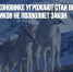 Альпийской экономике угрожают стаи волков, но  убивать хищников не позволяет закон - Газета Новые Известия
