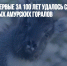В Приморье впервые за 100 лет удалось сделать фото краснокнижных амурских горалов - Газета Новые Известия