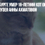 В Санкт-Петербурге умер 16-летний кот Ося, «хранитель» музея Анны Ахматовой - Газета Новые Известия