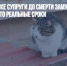 В Северодвинске супруги до смерти замучили кота и получили за это реальные сроки - Газета Новые Известия