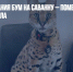 В Великобритания бум на саванну – помесь домашней кошки и сервала - Газета Новые Известия