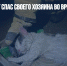 В Саратове кот спас своего хозяина во время ночного пожара - Газета Новые Известия