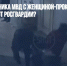 Драка полковника МВД с женщиной-прокурором: где была охрана от Росгвардии? - Газета Новые Известия