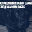 На Сахалине зоозащитники нашли заживо замурованных под камнями собак - Газета Новые Известия
