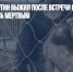 Житель Удмуртии выжил после встречи с медведицей, притворившись мертвым - Газета Новые Известия