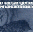 Бродячие собаки растерзали редких животных в частном зоопарке Астраханской области - Газета Новые Известия