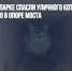 В Битцевском парке спасли уличного кота, замурованного в опоре моста - Газета Новые Известия