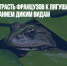Pro Wildlife: страсть французов к лягушачьим лапкам грозит вымиранием диким видам - Газета Новые Известия