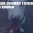 Не только санкции. Кто виноват в перебоях с кормами для домашних животных - Газета Новые Известия