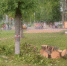 Горожане спасли детей, на которых упало дерево в Серпухове - MosRegToday.Ru