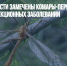 В Омской области замечены комары-переносчики опасных инфекционных заболеваний - Газета Новые Известия