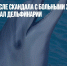 В Приморье после скандала с больными животными вновь заработал дельфинарий - Газета Новые Известия