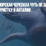 Хуже акулы: морская черепаха чуть не загрызла российскую туристку в Анталии - Газета Новые Известия