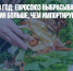 153 млн тонн в год: Евросоюз выбрасывает продовольствия больше, чем импортирует - Газета Новые Известия