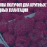 Фермер из Чехова получил два крупных участка для создания ягодных плантаций - Газета Новые Известия