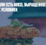 В США разрешили есть мясо, выращенное в лабораторных условиях - Газета Новые Известия