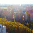 "Оставьте нам рощу!" - Экооборона Московской области