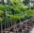 Питомник растений: как выбрать лиственные деревья - ecoplant-pitomnik.ru