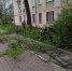 Рубят дерево рядом со станцией Химки - Экооборона Московской области