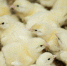 В Подмосковье птицеводческий комплекс начнет экспортировать продукцию в Китай - GlobalMSK.Ru