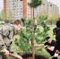 В Павловском Посаде в «День добрых дел» посадили более 200 деревьев - РТВ-Подмосковье
