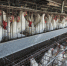 На Камчатке объявлен режим ЧС из-за птичьего гриппа - РТВ-Подмосковье