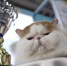 Более 500 кошек соберутся на площадке выставки Winter Cat Show в Москве - РТВ-Подмосковье