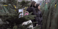 Более 2 тыс. человек уже воспользовались интерактивной картой елочных базаров Подмосковья - Regions.Ru