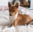 Подмосковные отели получат статус Pet Friendly для размещения гостей с питомцами - Regions.Ru