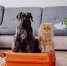 Отель Черноголовки получил один из первых в России сертификат Pet-friendly - РТВ-Подмосковье