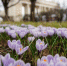 Заморозки в Москве первоцветам не навредят — департамент природопользования - Вести Подмосковья