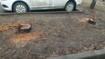 В ОТРАДНОМ РУБЯТ БЕЗ ОСТАНОВКИ