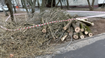 В ОТРАДНОМ РУБЯТ БЕЗ ОСТАНОВКИ