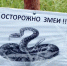 Депутат Бурматов: В Москве начали массово расползаться подаренные змеи - Комсомольская Правда
