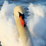 Трамп сообщил о нападении лебедя на Уиткоффа - MosRegToday.Ru