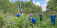 В Подмосковье расчистили более 2,9 га охранных зон ЛЭП - РТВ-Подмосковье