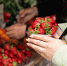 Фермеры поделились секретами выбора качественных и вкусных ягод - Regions.Ru