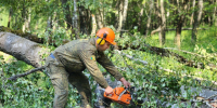 В Комлесхозе рассказали, где проводятся сплошные санитарные рубки - Regions.Ru
