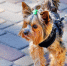 Как привезти из заграничной поездки домашнего питомца - Regions.Ru