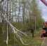В Подмосковье запустили онлайн-сервис для уведомлений о вырубке деревьев - Regions.Ru