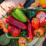 В Подмосковье откроются осенние ярмарки с фермерскими продуктами - Regions.Ru