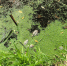 Активисты продолжают разбираться в гибели уток и рыб в Сухановском пруду - Вести Подмосковья