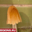 Жительница Подмосковья случайно вырастила в ванной «мерцающий» гриб - MosRegToday.Ru
